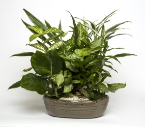 Dish Garden from Lesher's Flowers, local St. Louis Florist since 1973
