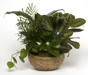 Dish Garden from Lesher's Flowers, local St. Louis Florist since 1973