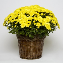 Blooming Mum from Lesher's Flowers, local St. Louis Florist since 1973