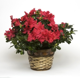 Blooming Azalea Plant from Lesher's Flowers, local St. Louis Florist since 1973