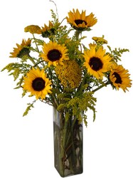 Sunflower Surprise from Lesher's Flowers, local St. Louis Florist since 1973