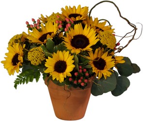 Summer Sunflowers from Lesher's Flowers, local St. Louis Florist since 1973