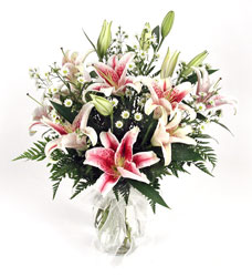 Gaze at the Stars from Lesher's Flowers, local St. Louis Florist since 1973