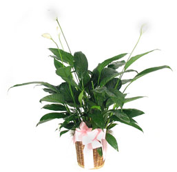 Peace lily from Lesher's Flowers, local St. Louis Florist since 1973