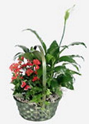 Garden Grow Basket from Lesher's Flowers, local St. Louis Florist since 1973