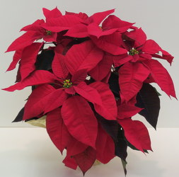 Poinsettia from Lesher's Flowers, local St. Louis Florist since 1973